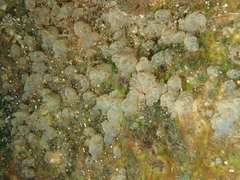 Molgula manhattensis