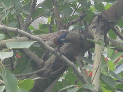 Luscinia svecica svecica