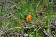 Tulipa sylvestris biebersteiniana