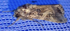 Spodoptera littoralis