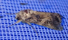 Spodoptera littoralis