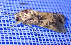 Spodoptera littoralis