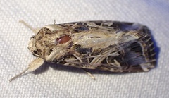 Spodoptera littoralis