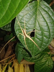 Heteropoda ocyalina