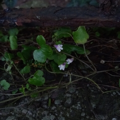 Cymbalaria muralis