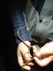 Dendrelaphis underwoodi