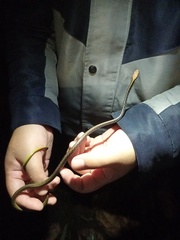 Dendrelaphis underwoodi