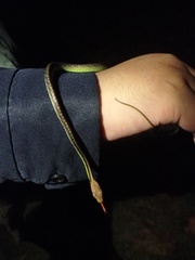 Dendrelaphis underwoodi