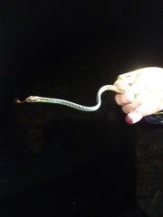 Dendrelaphis underwoodi
