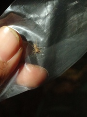 Clubiona meraukensis