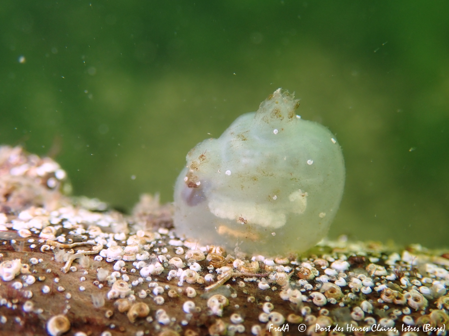 Molgula manhattensis (De Kay, 1843)