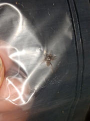 Eriovixia pseudocentrodes