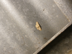 Leptostales terminata