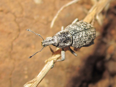 Curculionidae