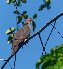 Patagioenas plumbea