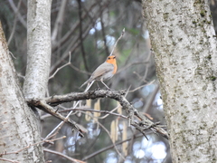 Erithacus rubecula rubecula