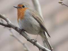Erithacus rubecula rubecula