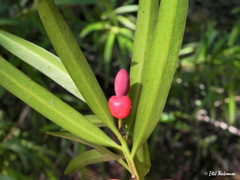 Podocarpus salignus