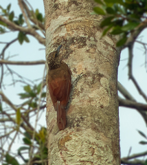 Dendrocolaptes picumnus