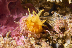 Balanophyllia regia