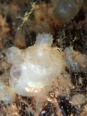 Molgula manhattensis