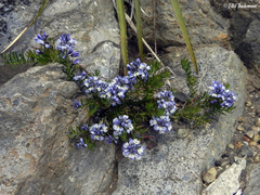 Polygala gnidioides