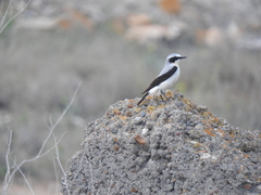 Oenanthe oenanthe libanotica