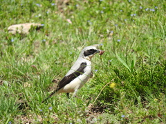 Oenanthe oenanthe libanotica