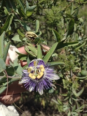 Passiflora mooreana