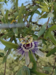 Passiflora mooreana