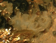 Molgula manhattensis