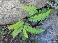 Polystichum andinum