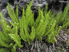 Polystichum andinum