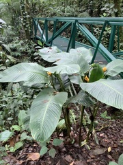 Goeppertia marantifolia