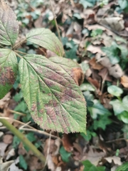 Phragmidium bulbosum