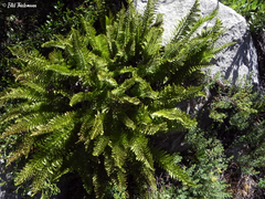 Polystichum plicatum