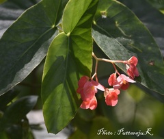 Begonia cucullata