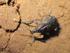 Curculionidae
