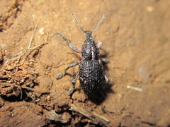 Curculionidae