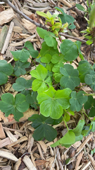 Oxalis debilis
