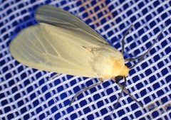 Pareuchaetes pseudoinsulata