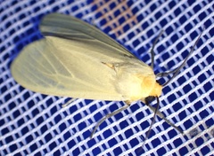 Pareuchaetes pseudoinsulata