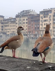 Alopochen aegyptiaca