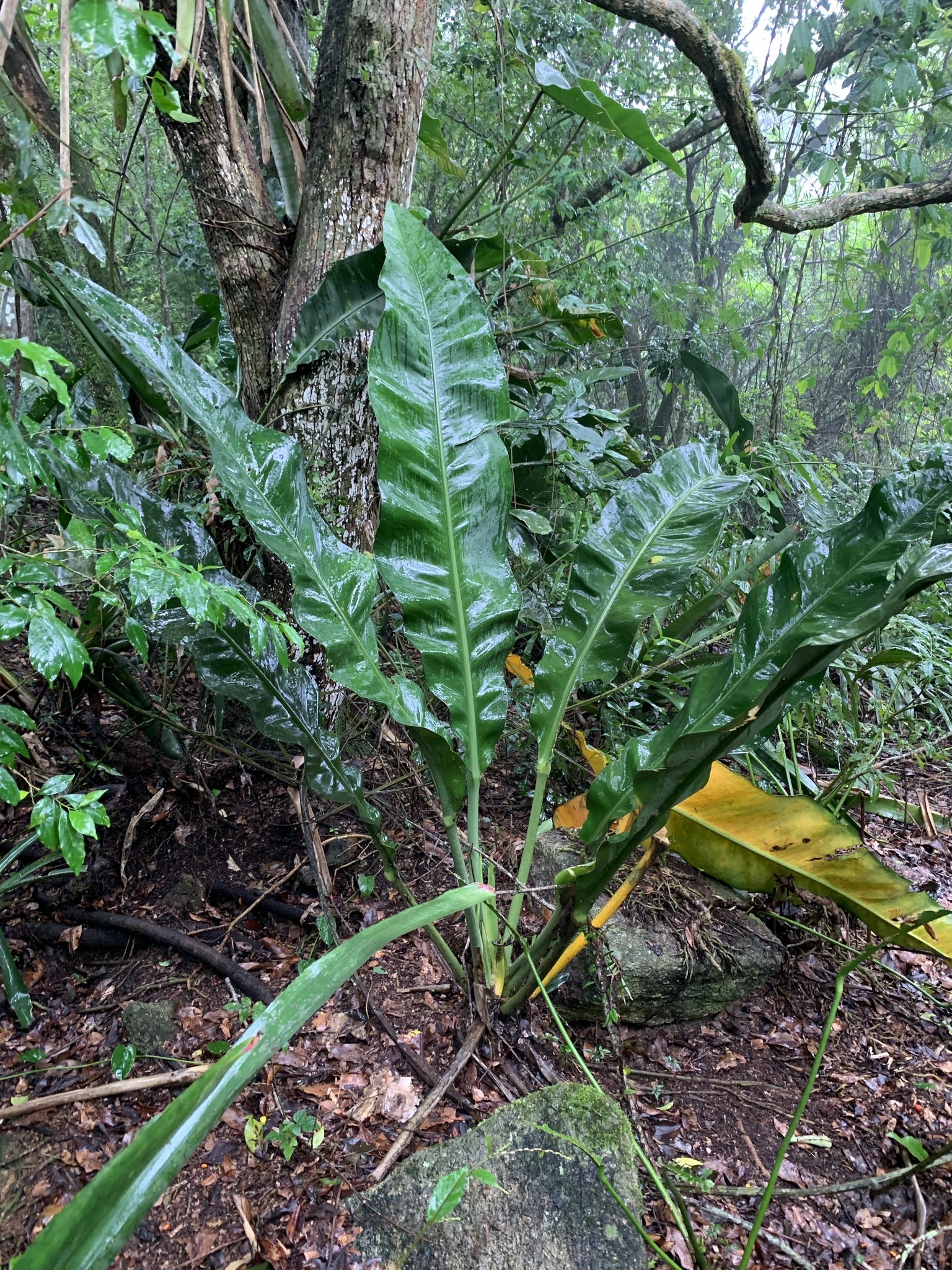 Photos of Anthurium coriaceum  iNaturalist