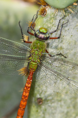 Anax longipes
