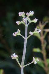 Valeriana urticifolia