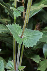 Valeriana urticifolia