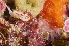 Diaphorodoris papillata