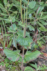 Valeriana urticifolia