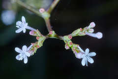 Valeriana urticifolia